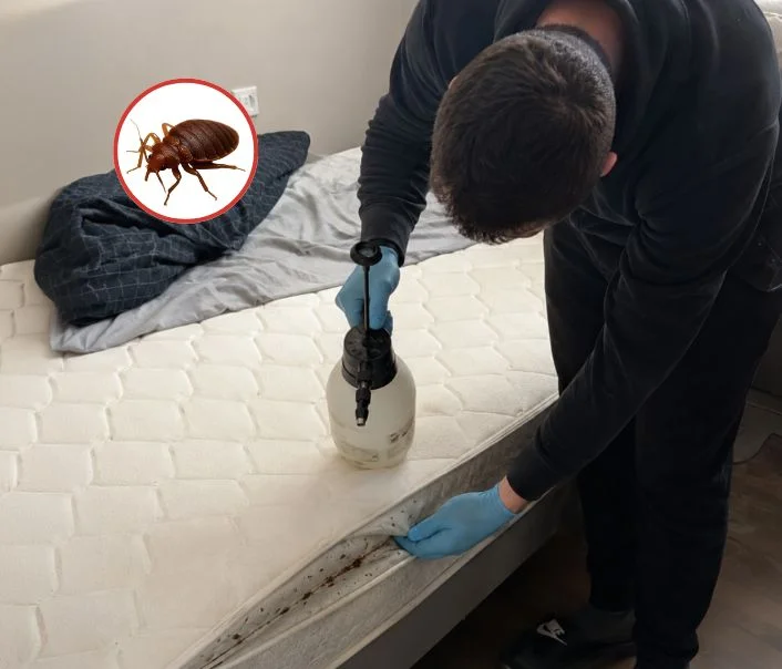 Technicien traitant un matelas contre les punaises de lit à La Celle-sur-Morin